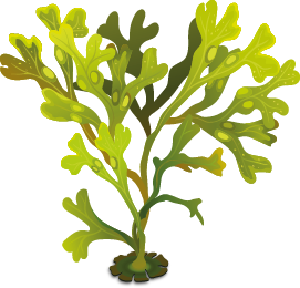 Algae fucus isolated on white. Bladderwrack. Vesiculosus Vector