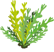Colorful detailed algae. Illustration isolated on white background. 